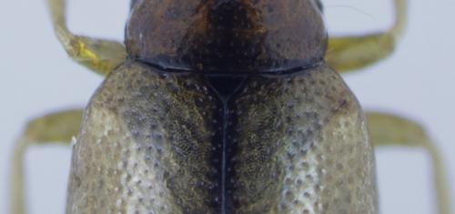 Réf. 195 934 : Longitarsus kutscherai